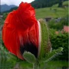 Mohn