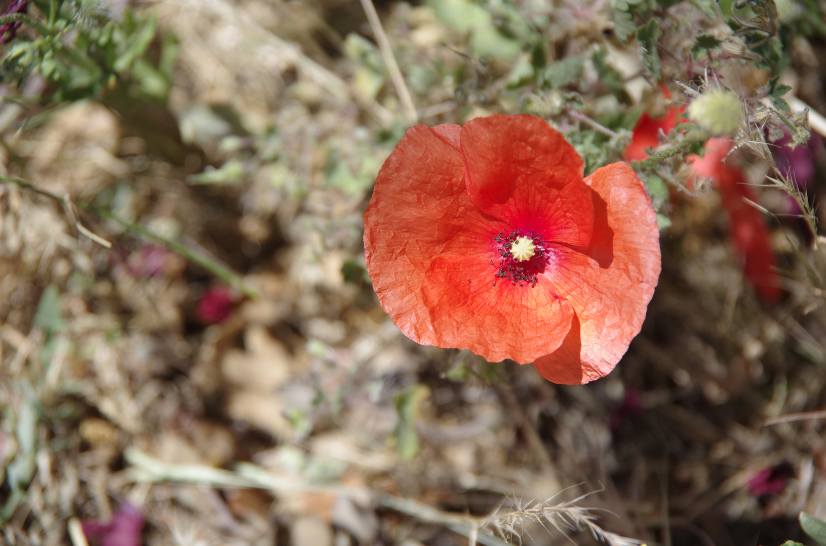 Mohn