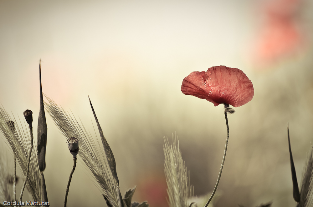 Mohn