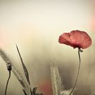 Mohn