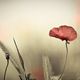 Mohn