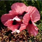 Mohn