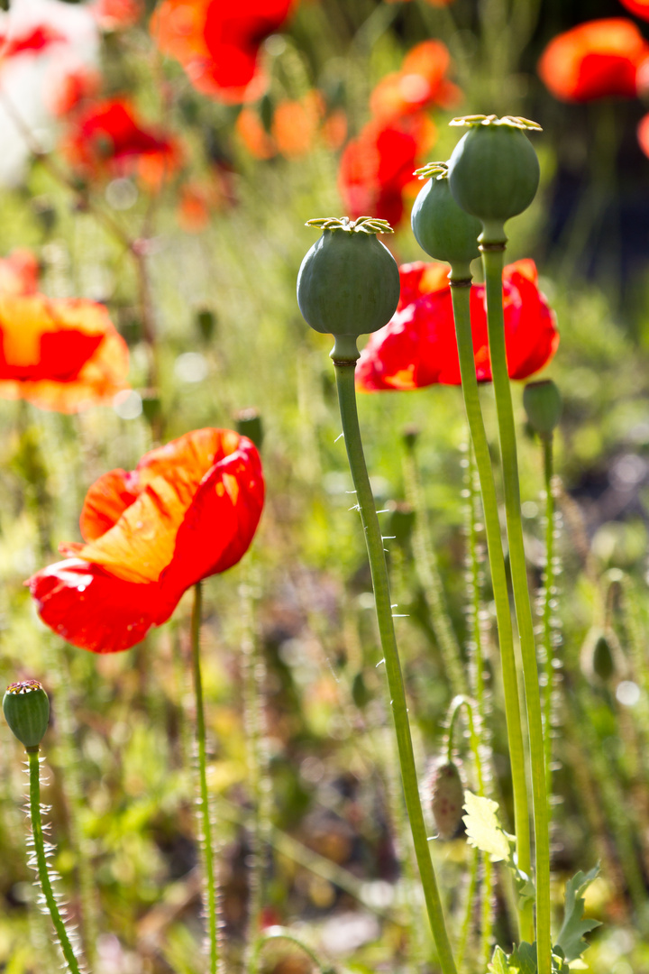 Mohn