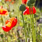 Mohn