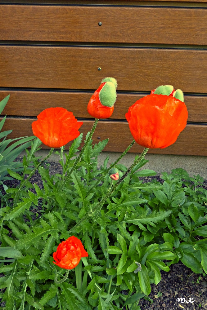 Mohn