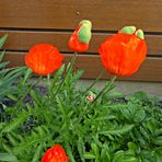 Mohn