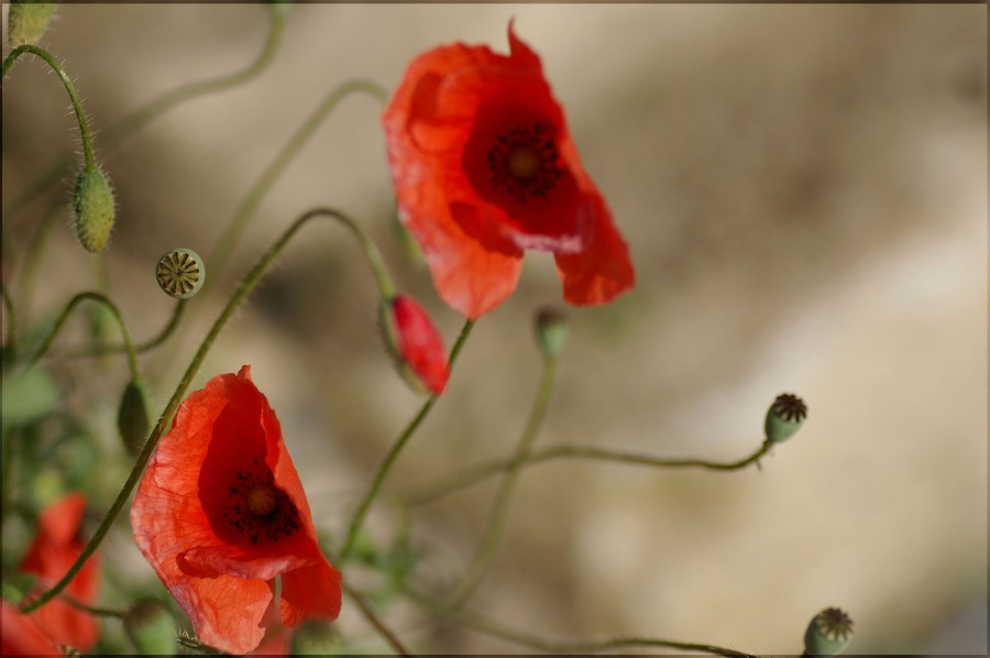 Mohn.