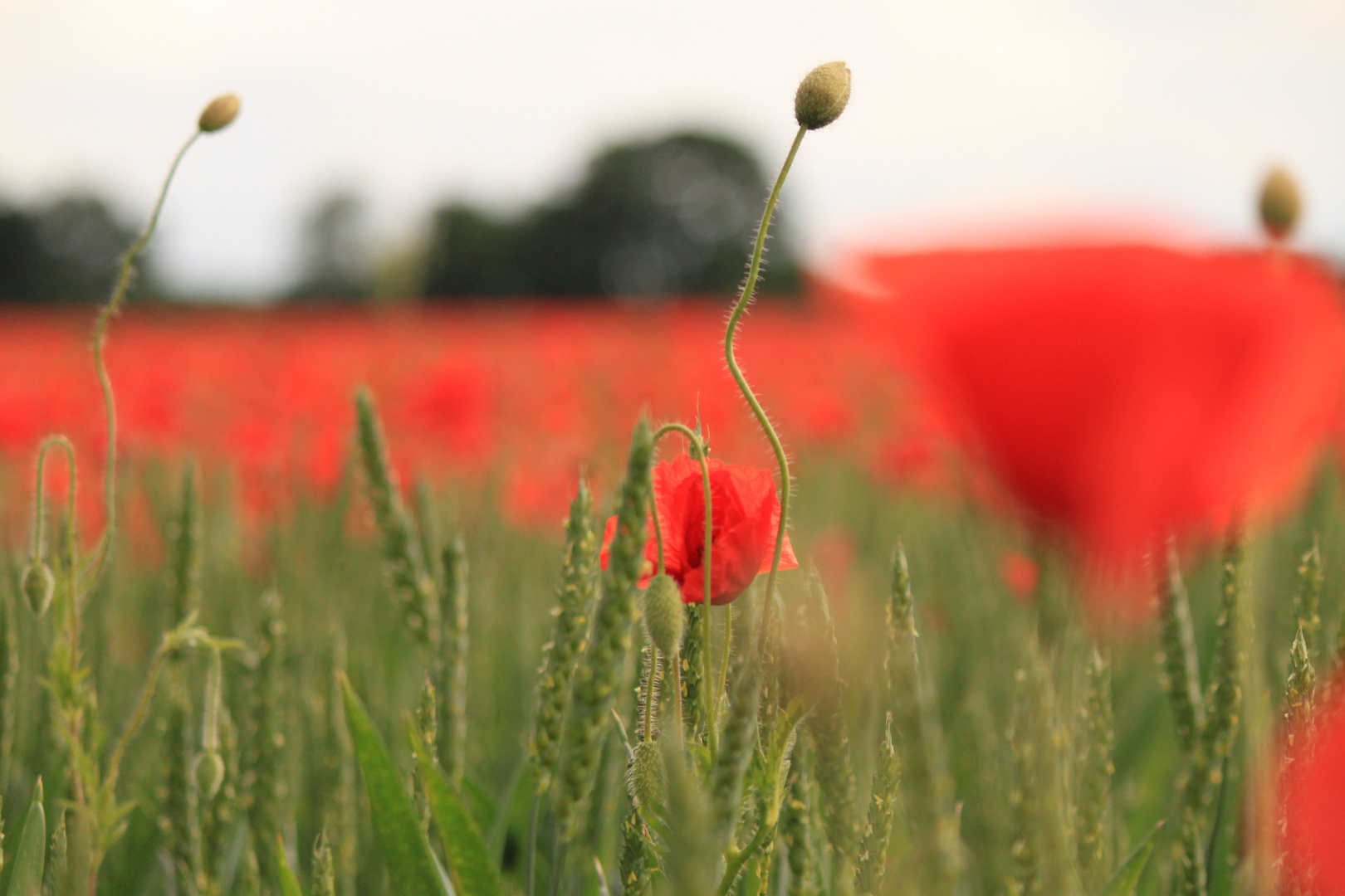 Mohn