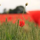 Mohn