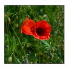 Mohn