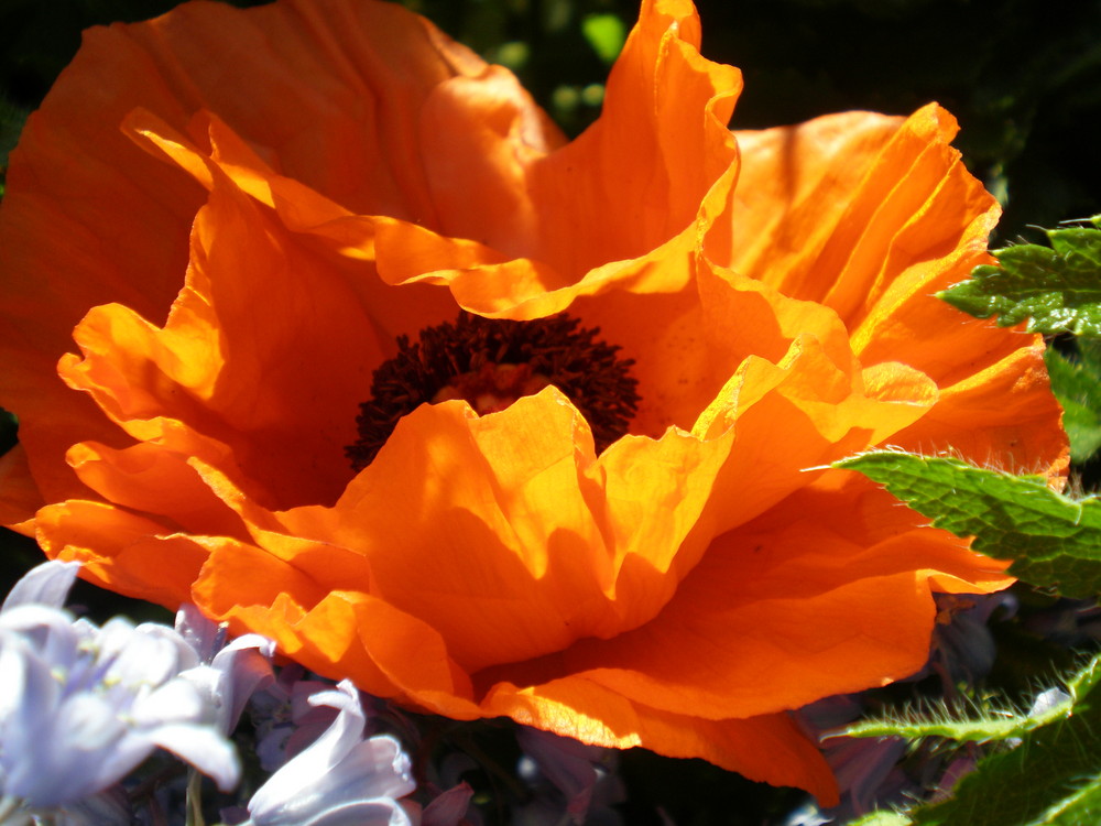 Mohn