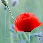 Mohn.