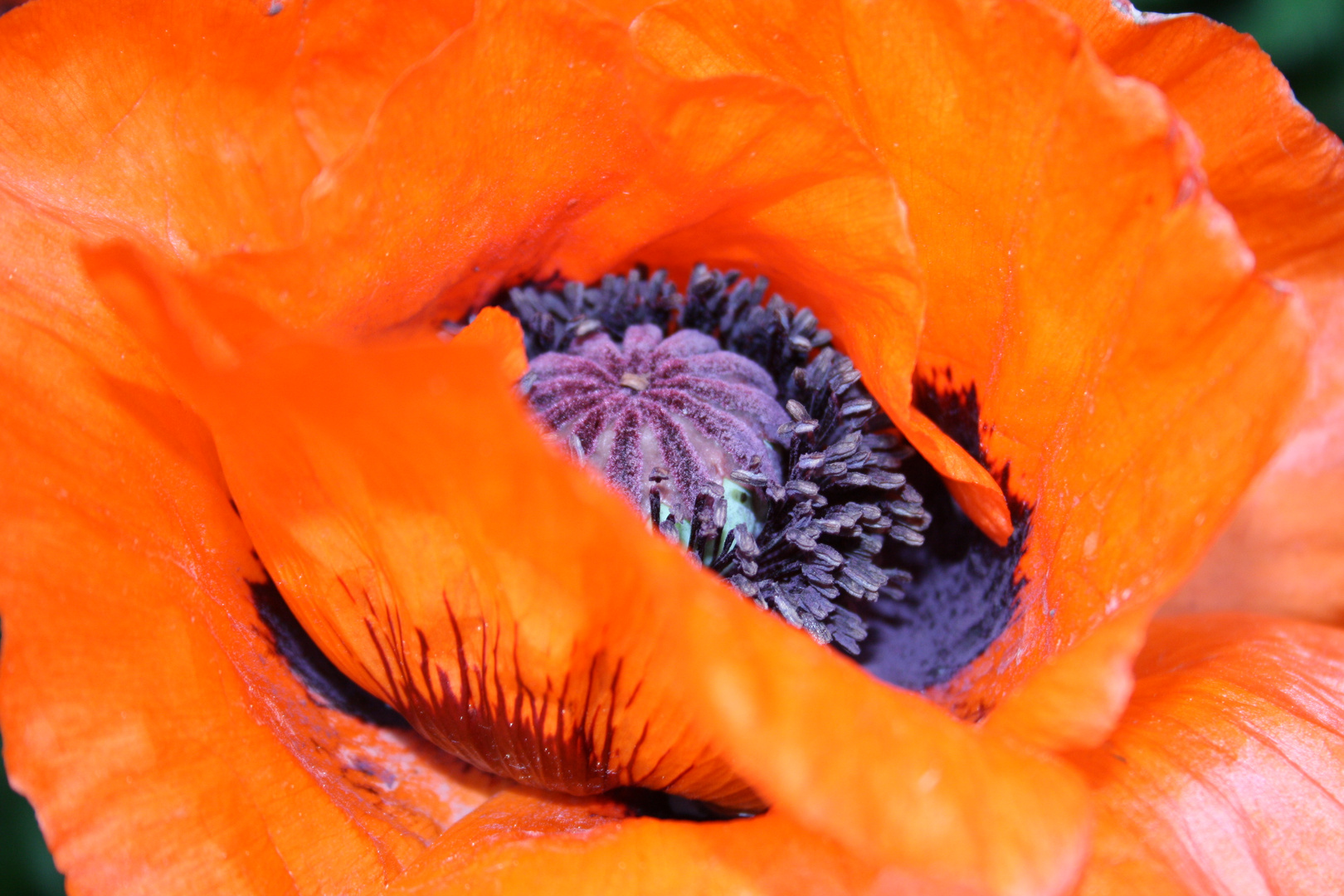 Mohn