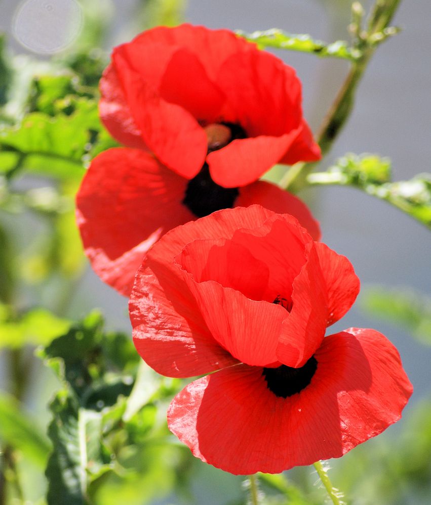 Mohn von S. Pieper 