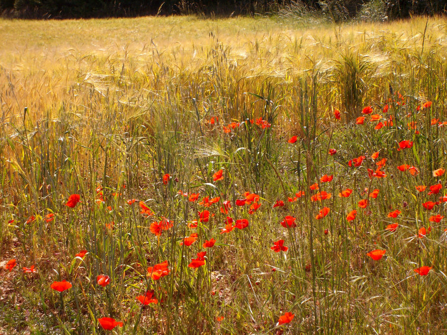 Mohn