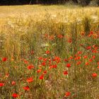 Mohn