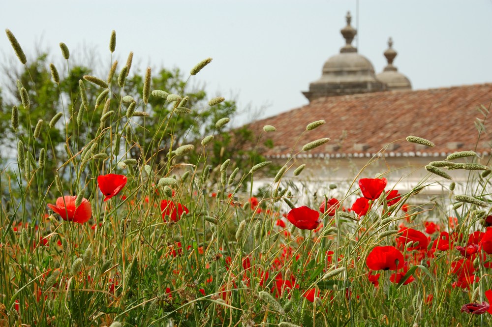 Mohn