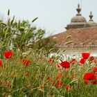 Mohn