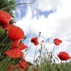 Mohn