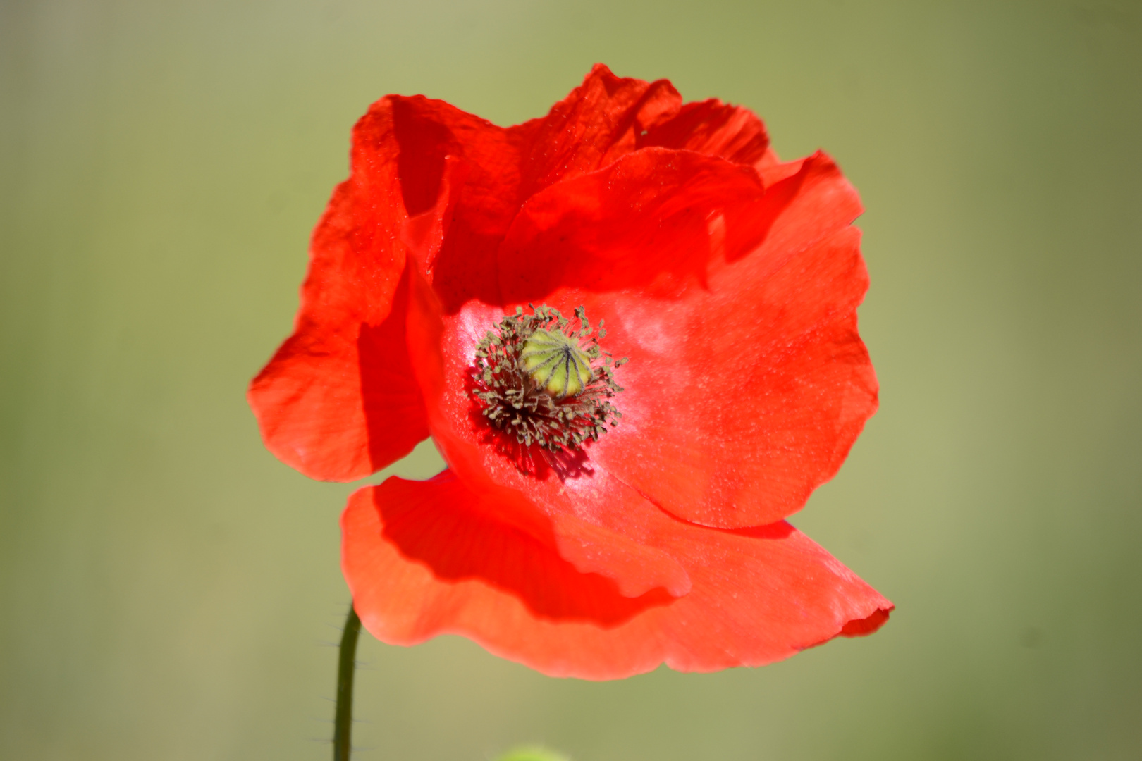 Mohn