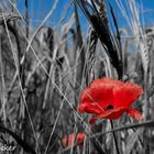 Mohn