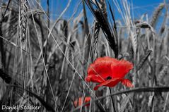 Mohn