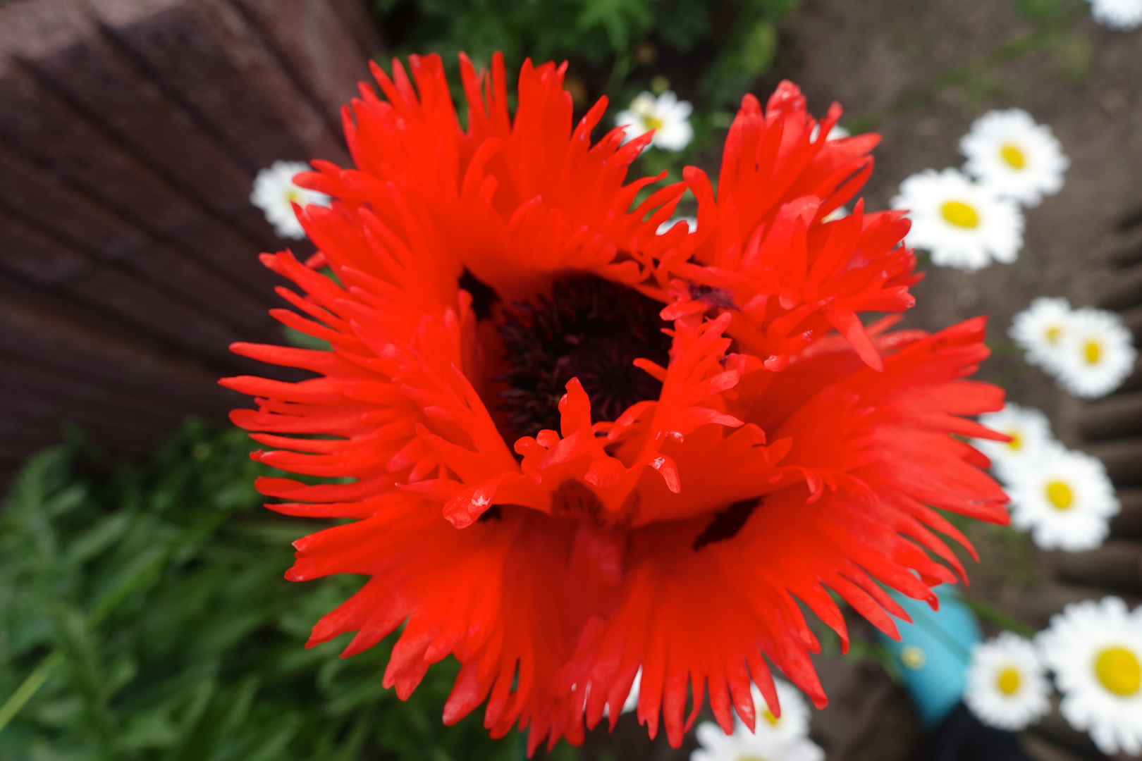 MOHN