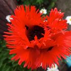 MOHN