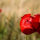 Mohn