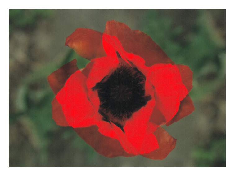 Mohn