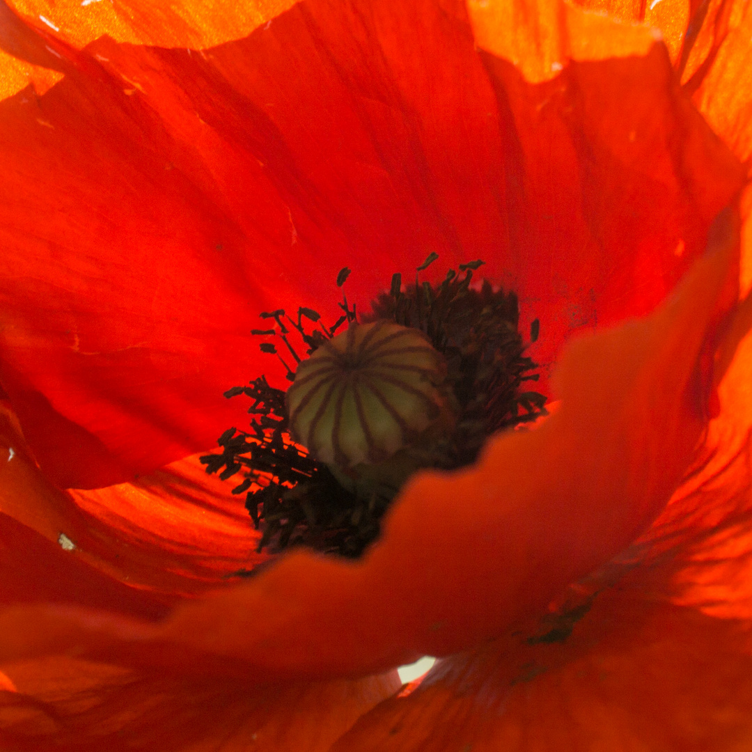 Mohn