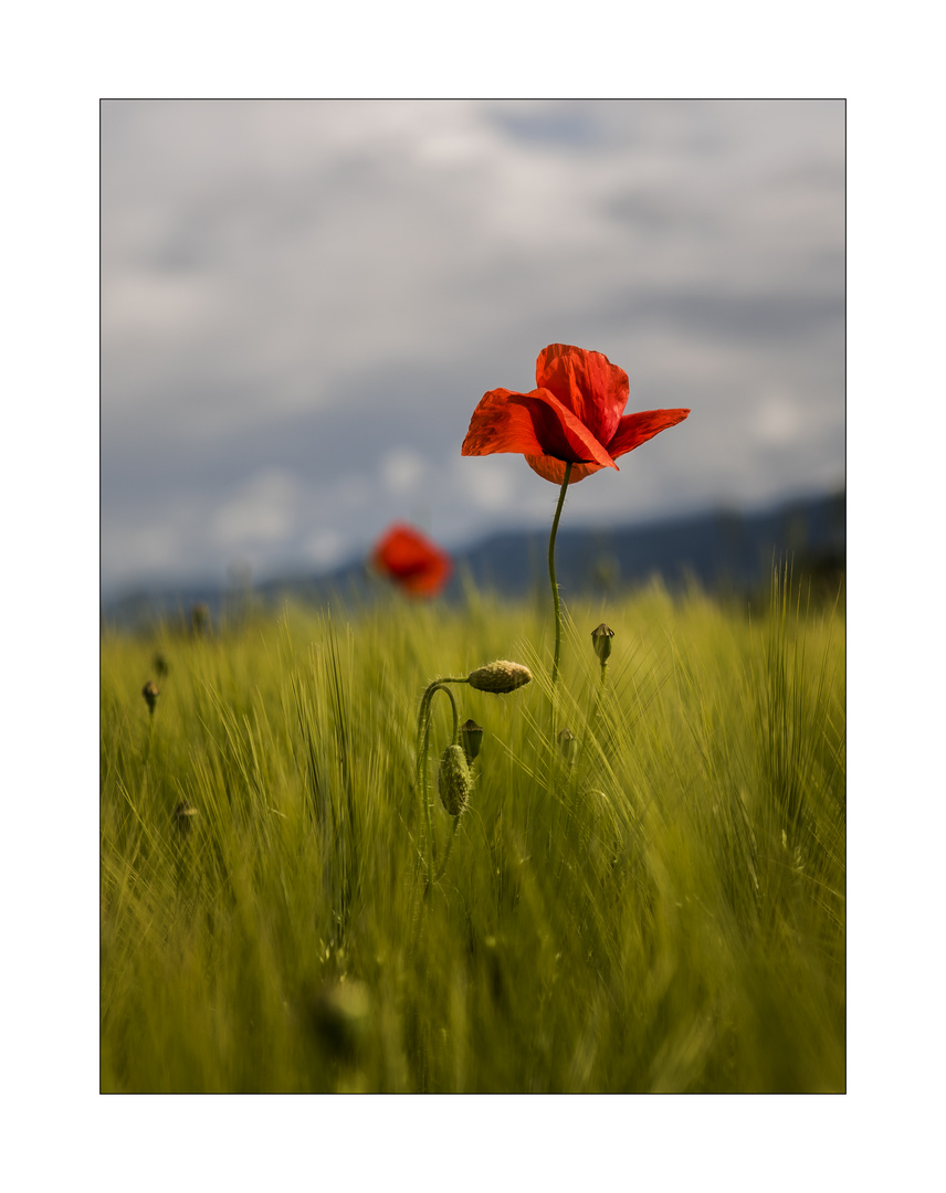 Mohn