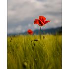 Mohn