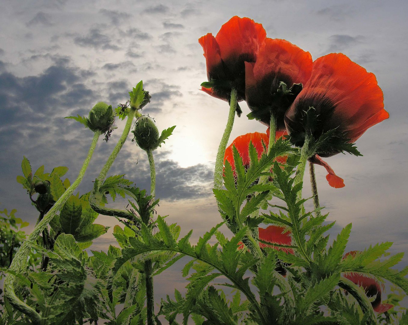 Mohn 