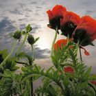 Mohn 