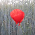 Mohn