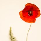 Mohn