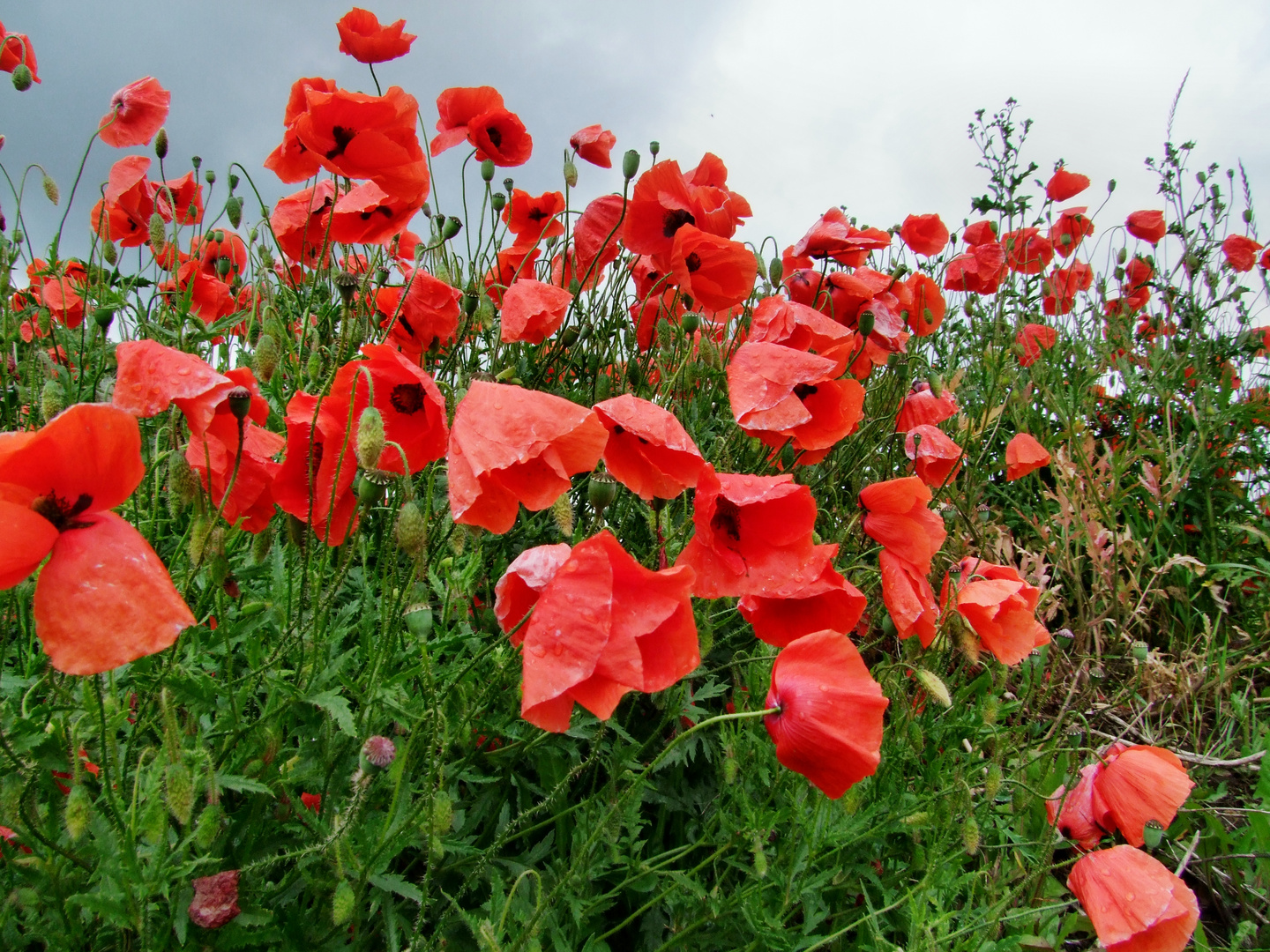 Mohn