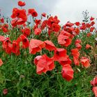 Mohn