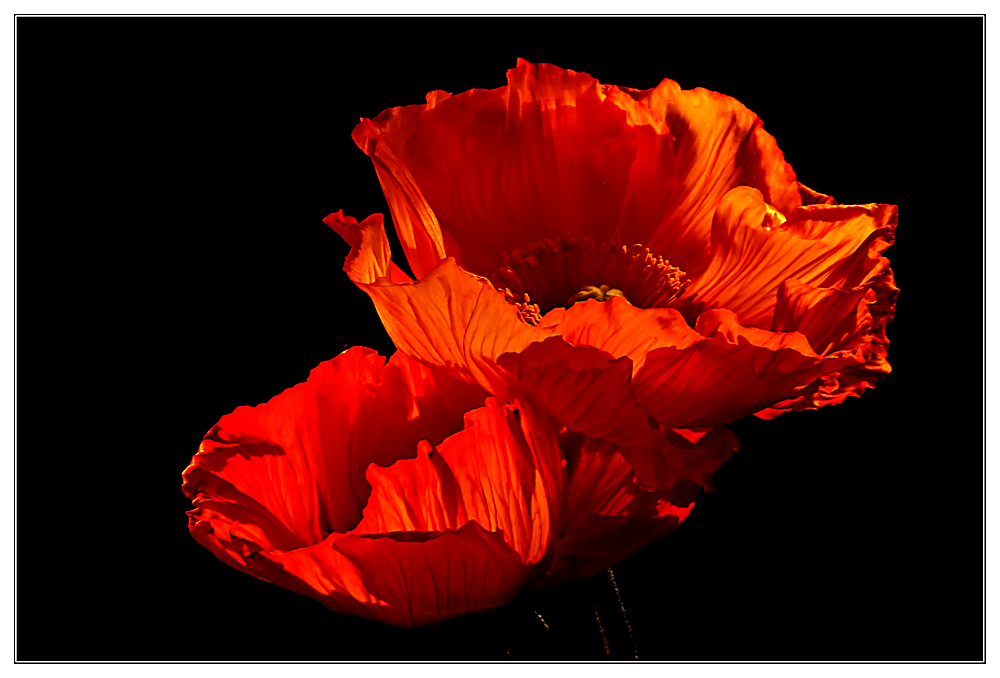 Mohn