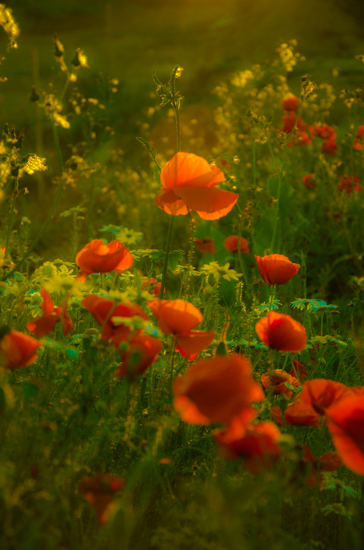 Mohn