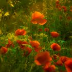 Mohn