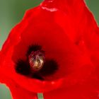 Mohn