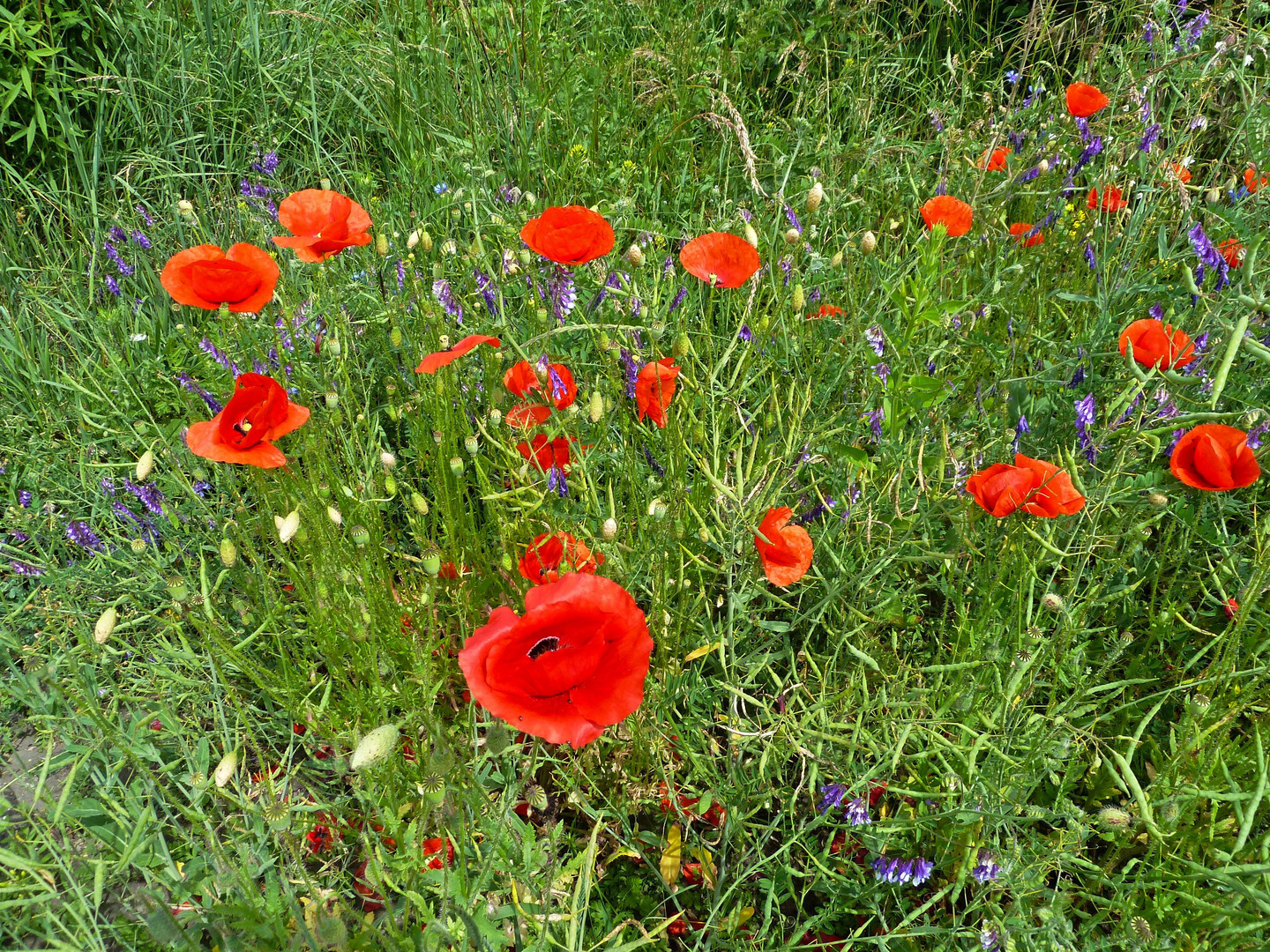 Mohn