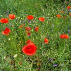 Mohn