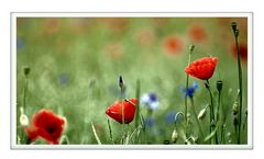 Mohn dance