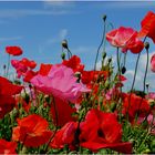 mohn dancers