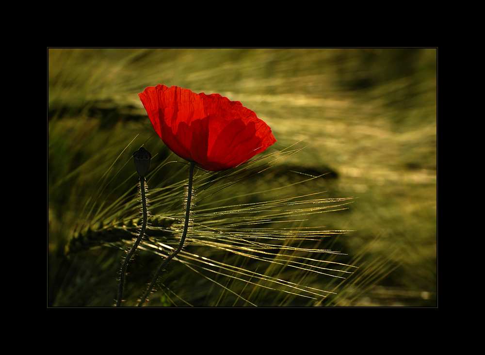 mohn-day morning