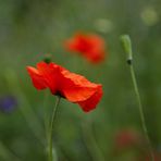 Mohn