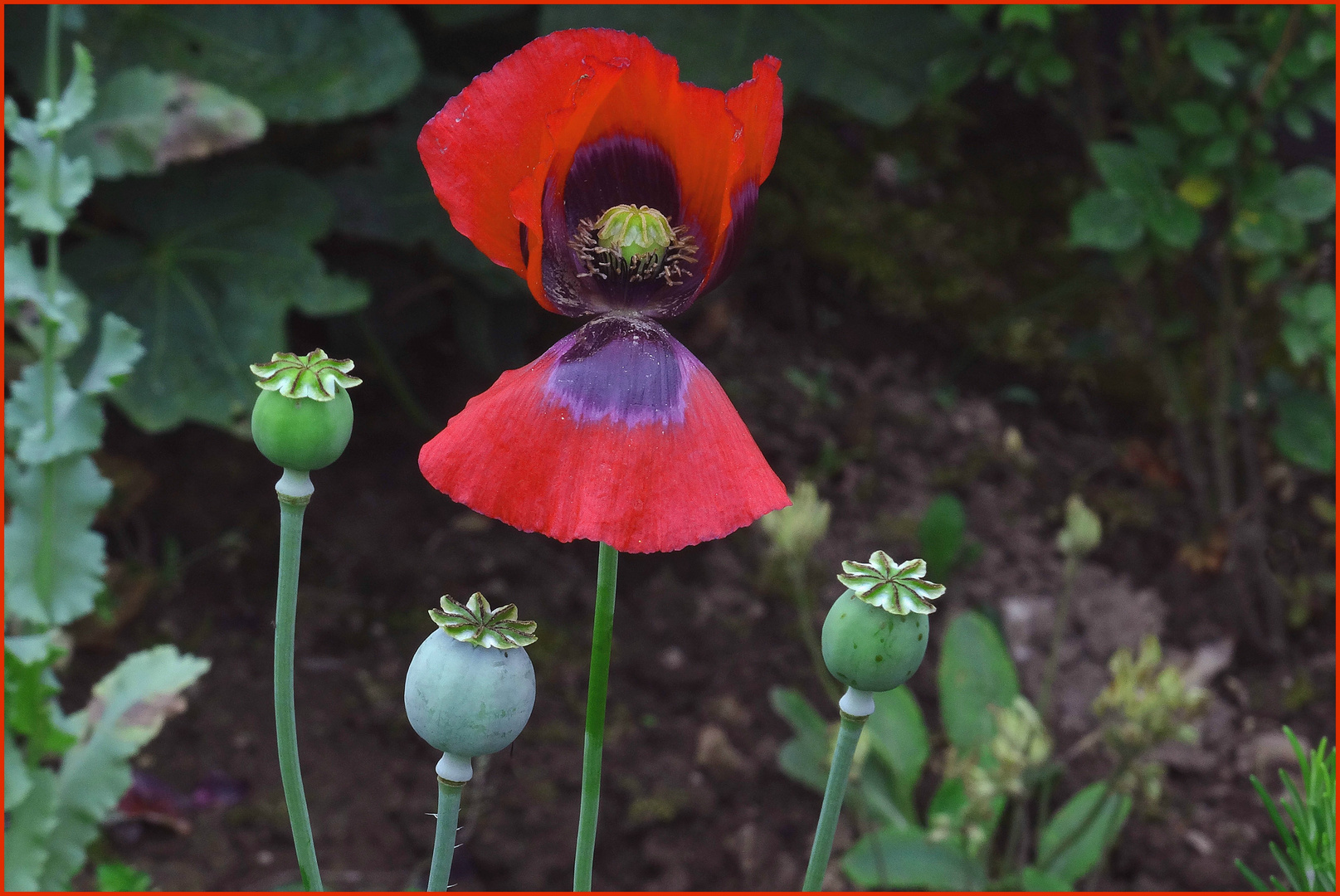 Mohn